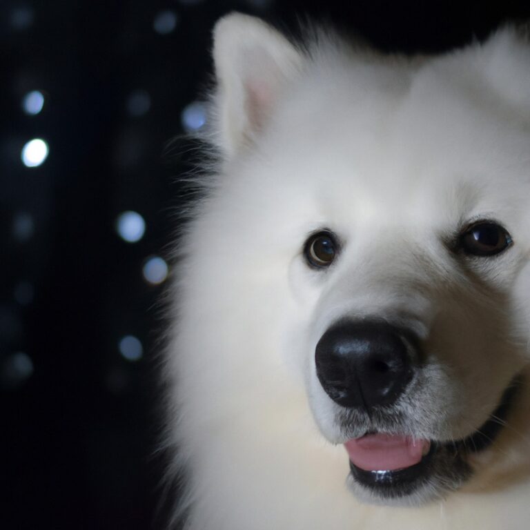 Can Samoyeds Be Trained To Be Therapy Dogs?