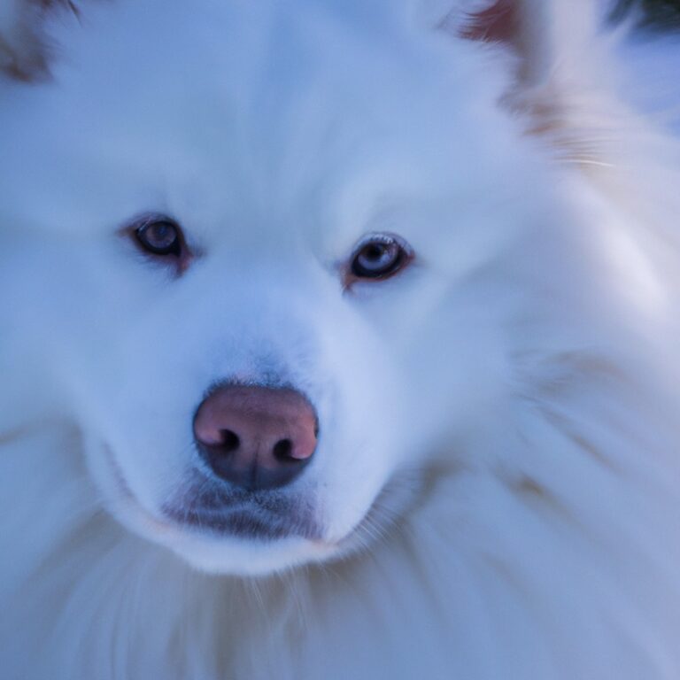 How To Prevent Samoyed From Jumping On Visitors?