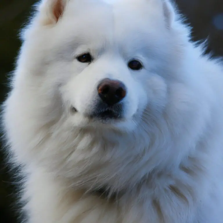 What Are The Best Treats For Training a Samoyed?