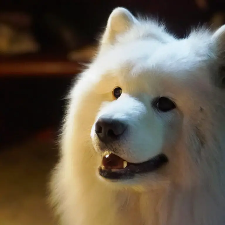 Are Samoyeds Good With Other Pets Like Rabbits And Birds?