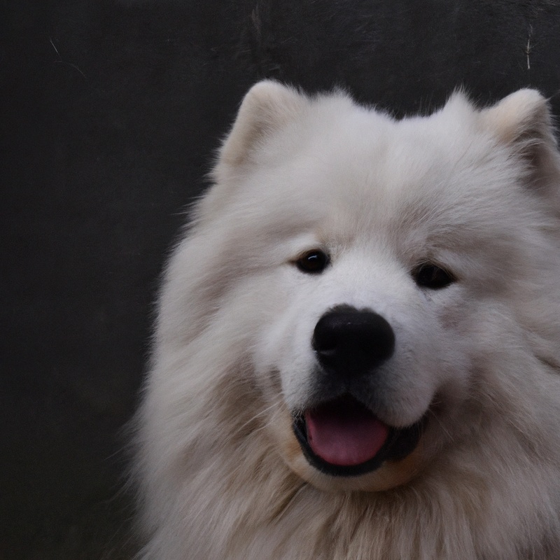 Samoyed with travel anxiety.