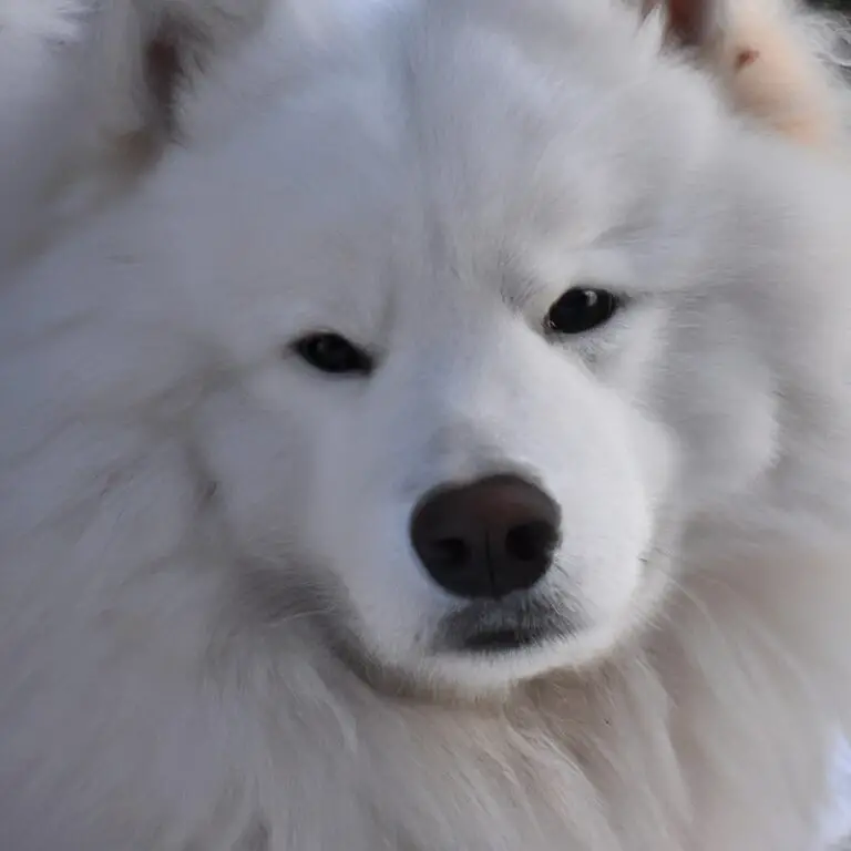 Common Samoyed Behavioral Issues And Solutions – A Guide for Every Samoyed Owner