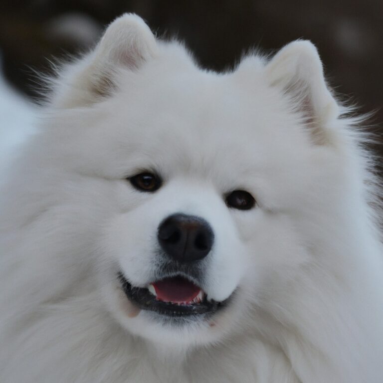 Winter Activities For Samoyeds: Fun in the Snow!