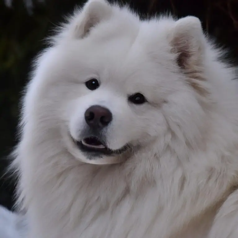 Can Samoyeds Be Taken To Dog-Friendly Hiking Trails?