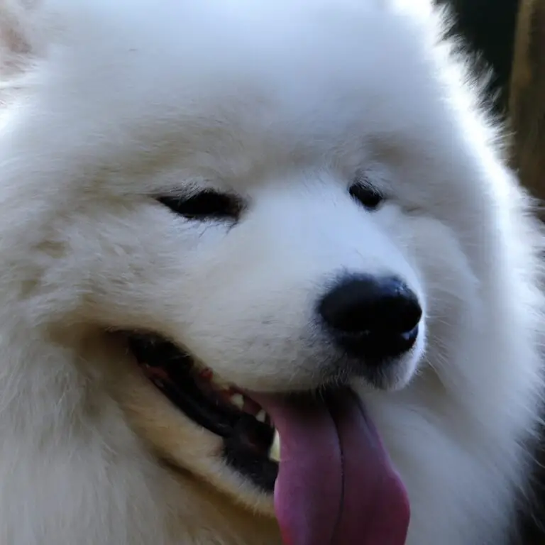 Are Samoyeds Suitable For Apartment Living?