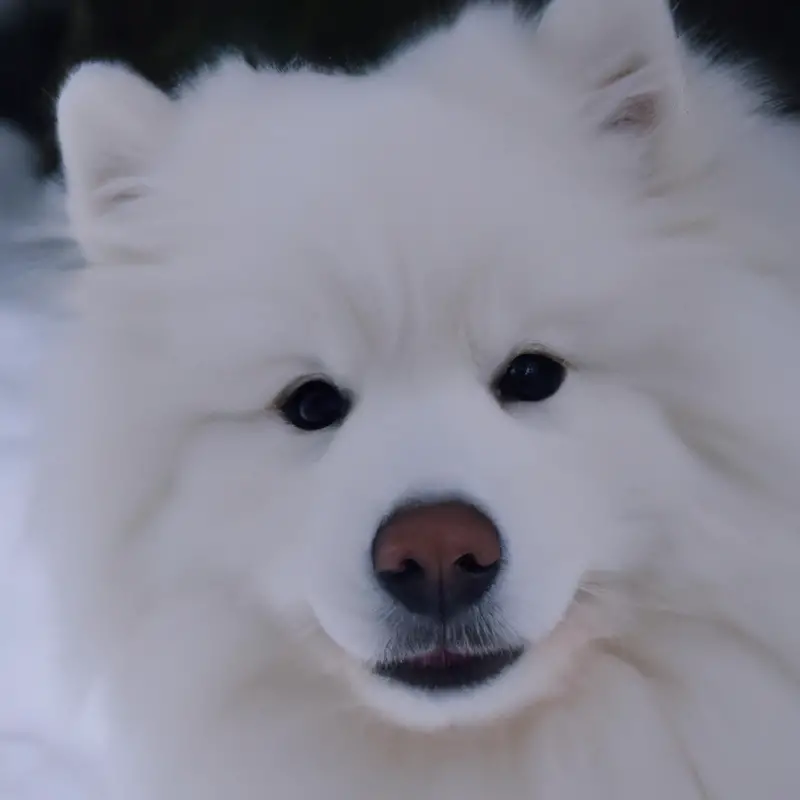 Samoyeds playing in leaves.