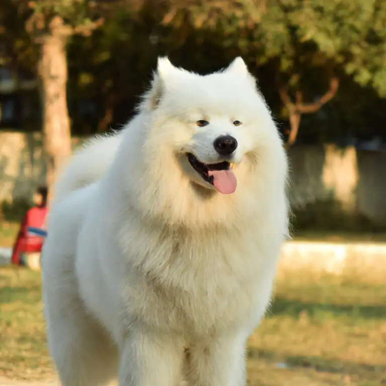 Fall Activities For Samoyeds: Exploring Autumn Adventures!