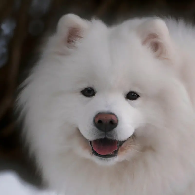 Samoyeds playing in snow