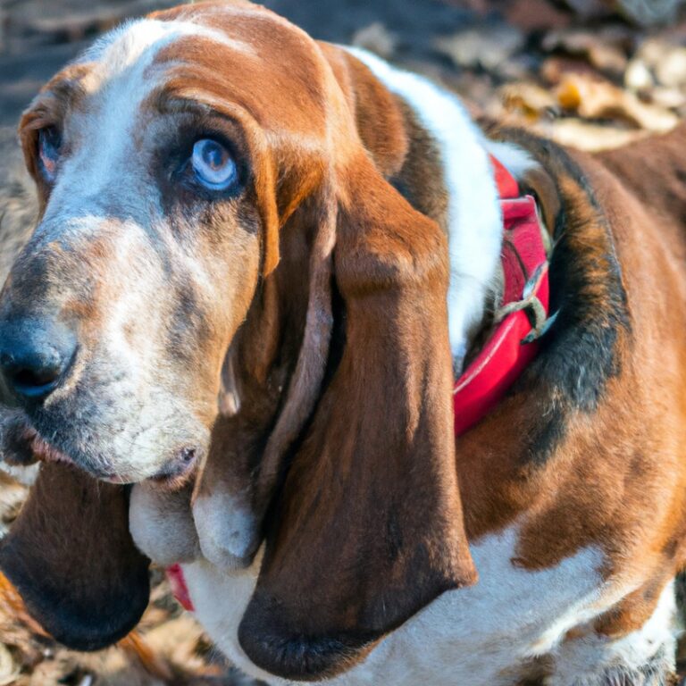 Are Basset Hounds Prone To Excessive Whining?
