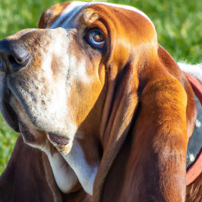 Are Basset Hounds Prone To Excessive Snoring?