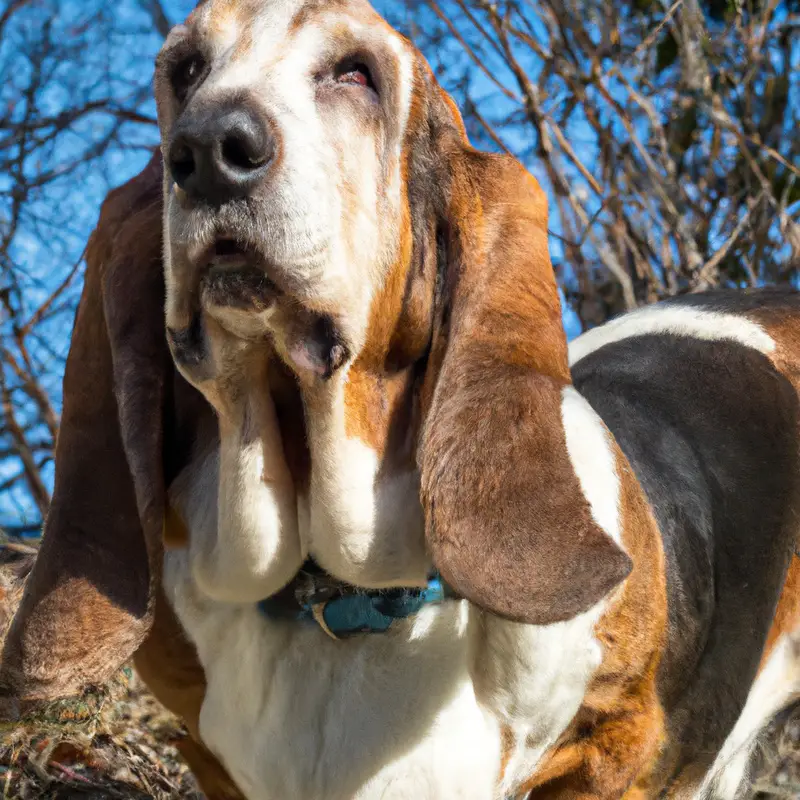 Sleepy Basset Hound.