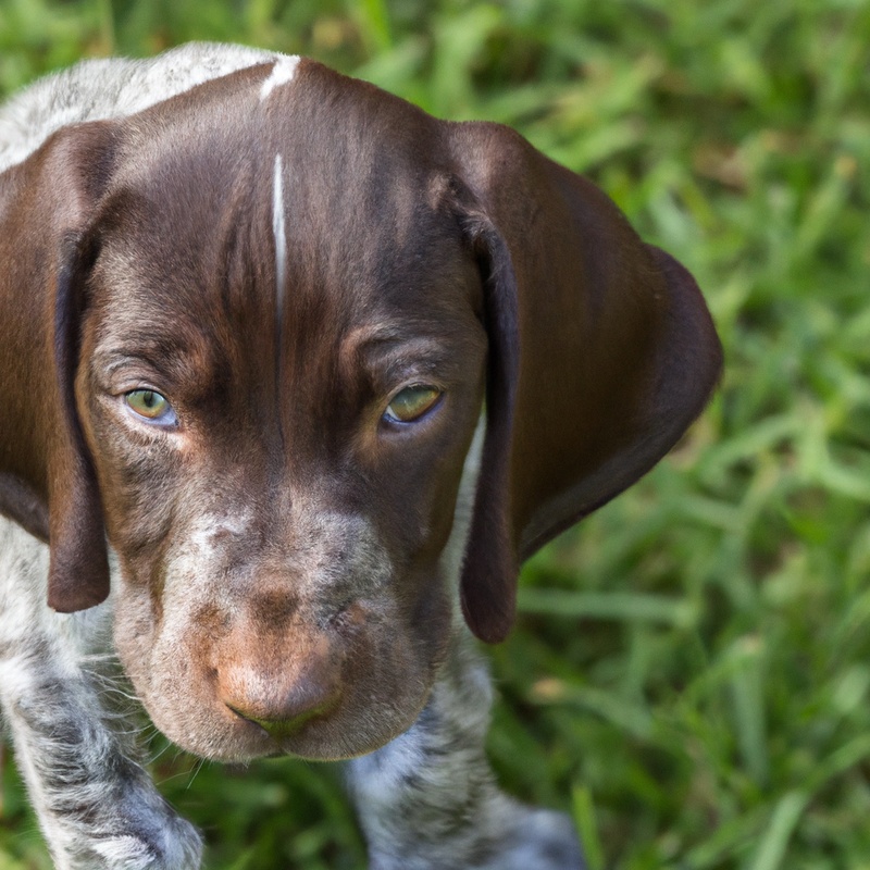 Smiling German Shorthaired Pointer with puppies.