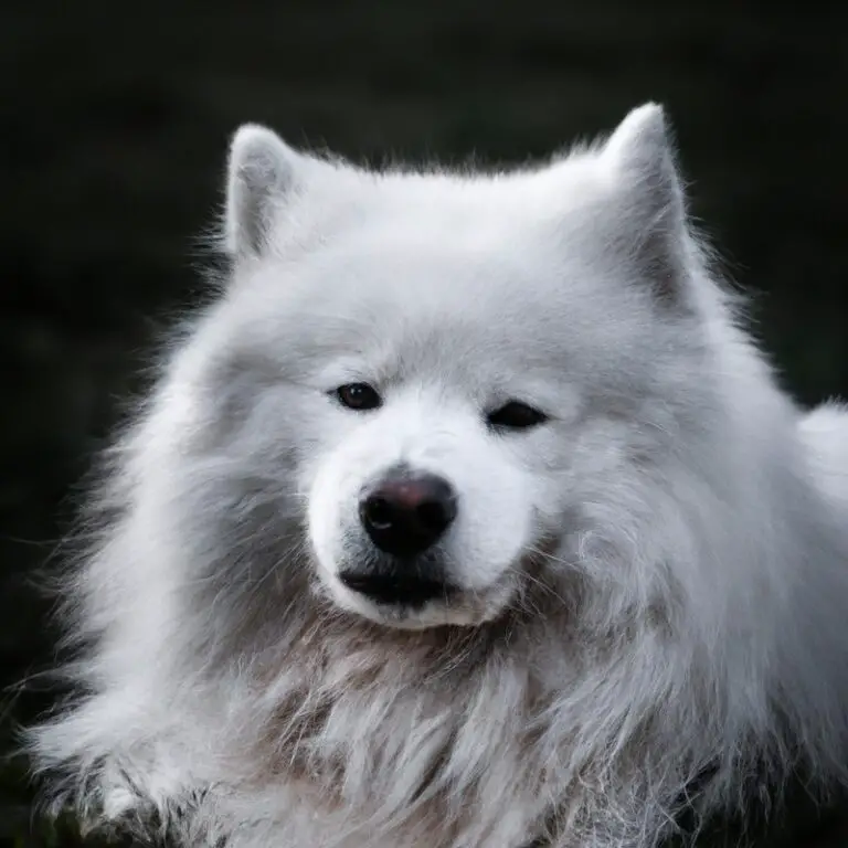 How To Build a Strong Bond With a Samoyed?