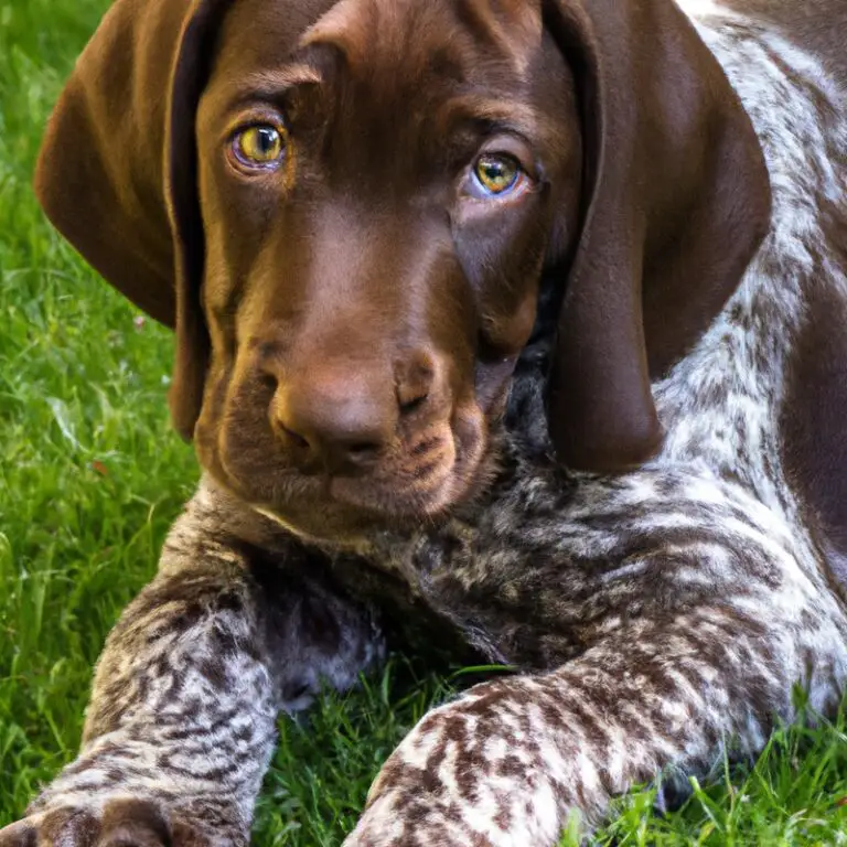 Can a German Shorthaired Pointer Be Trained To Be a Flyball Dog?