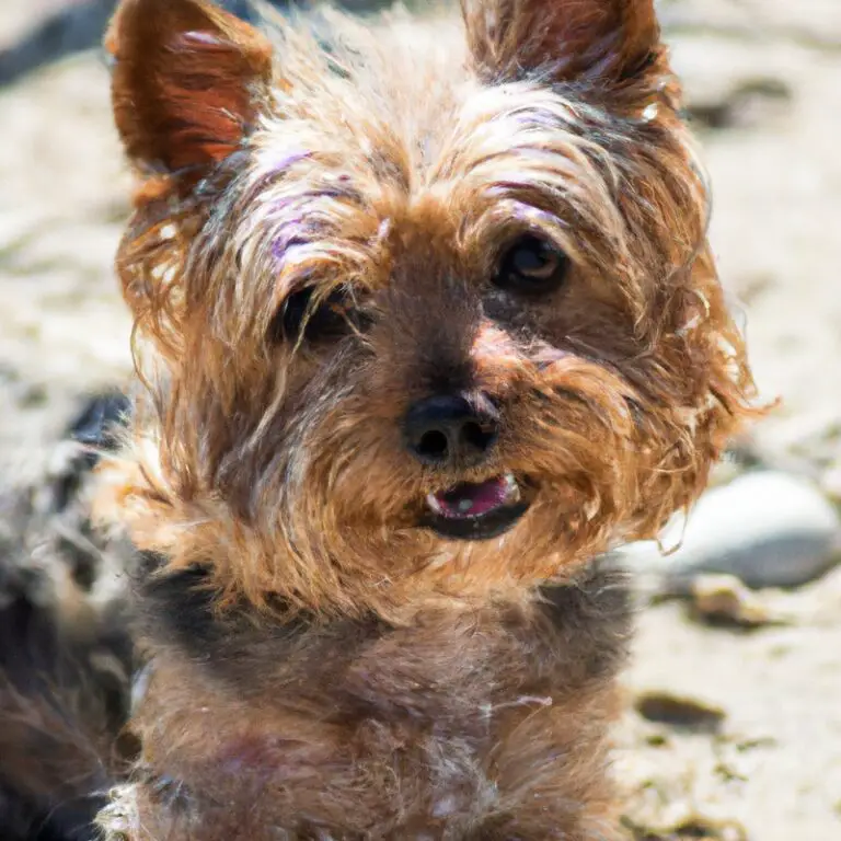 What Are The Best Treats For Training a Yorkshire Terrier?