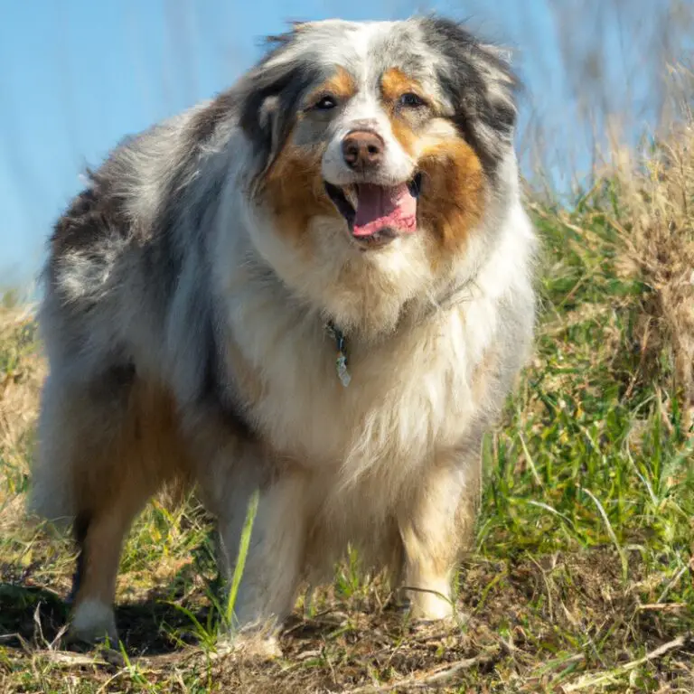 Can Australian Shepherds Be Trained To Be Good With Small Dogs?