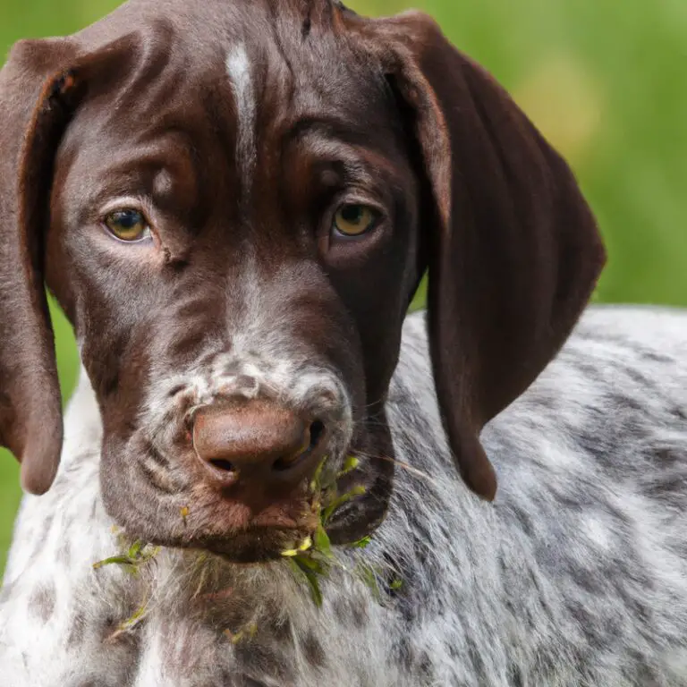 How Can I Prevent My German Shorthaired Pointer From Jumping On Furniture?