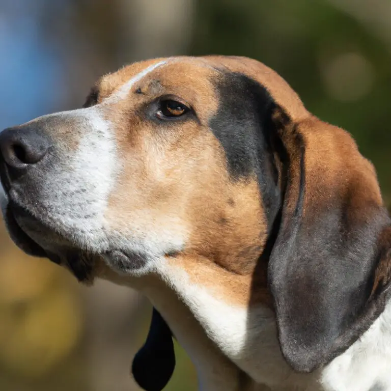 What Are The Common Mistakes To Avoid When Training An English Foxhound?