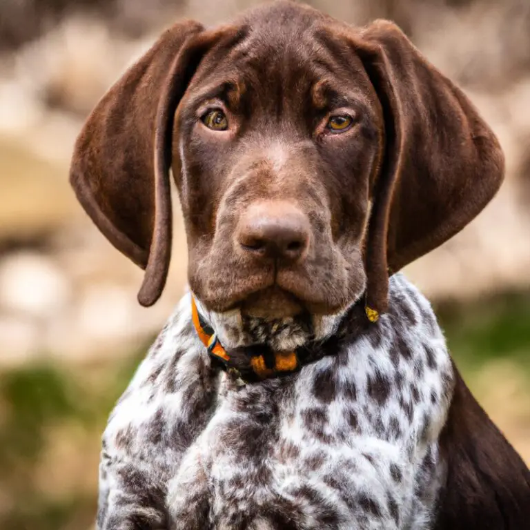 How Do I Introduce My German Shorthaired Pointer To New Dogs At The Dog Park?