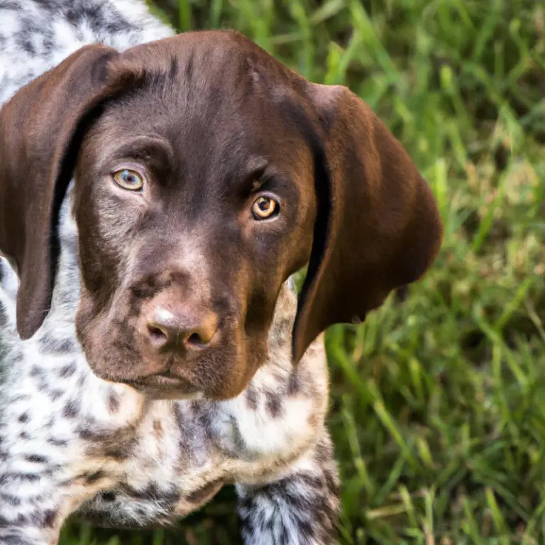 How Can I Keep My German Shorthaired Pointer’s Coat Protected From The Sun’s UV Rays?