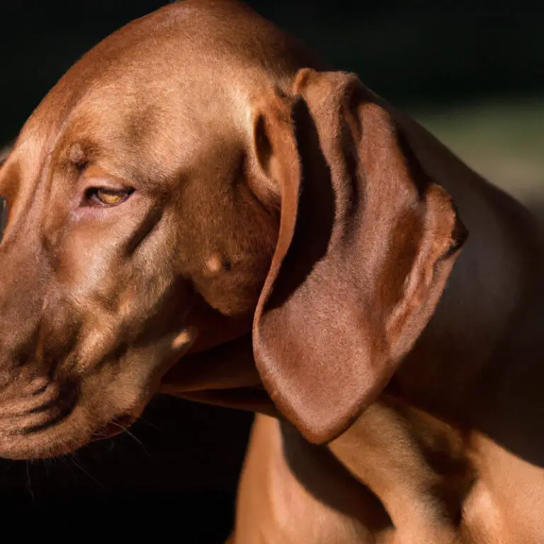 What Are The Nutritional Needs Of a Vizsla During Different Life Stages?