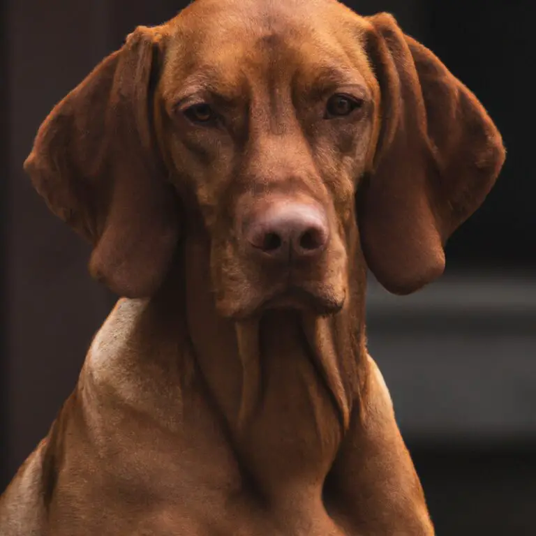 How Do I Introduce a Vizsla To a New Baby In The Family?