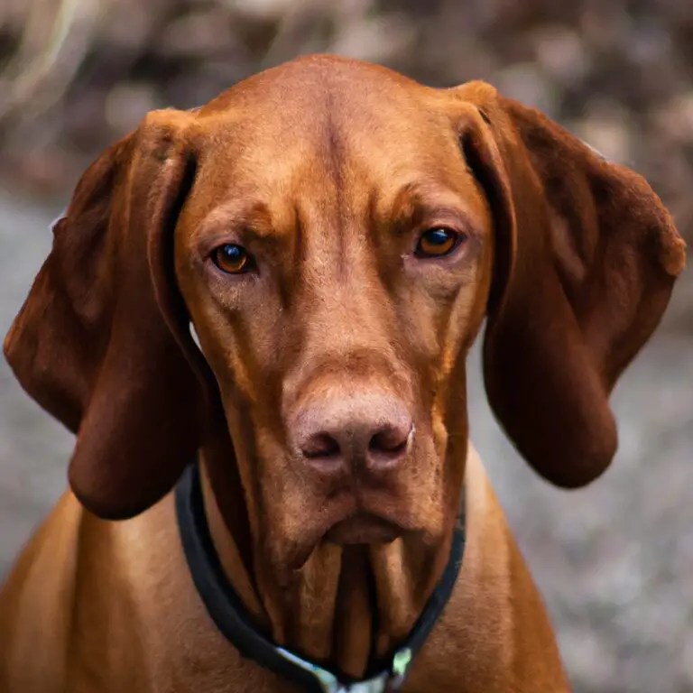 What Is The Cost Of Owning a Vizsla, Including Initial Expenses And Ongoing Care?