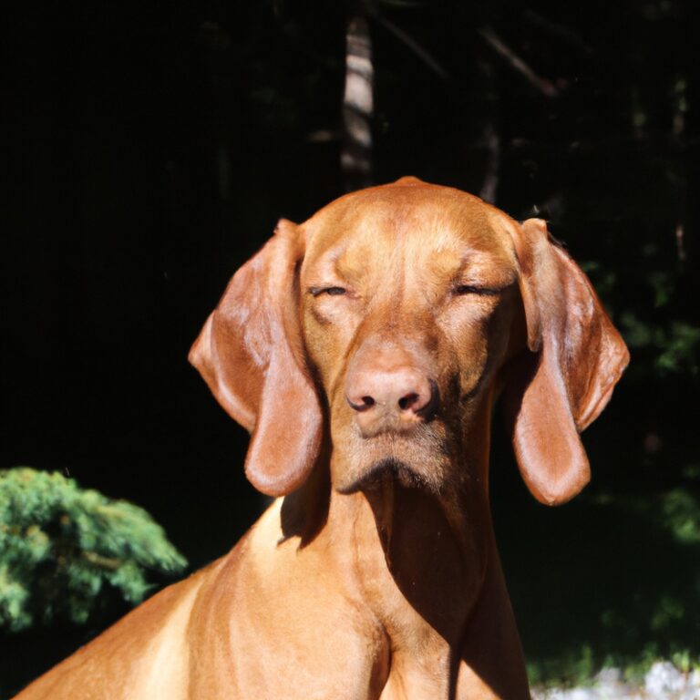 How Do I Address Vizsla’s Possessiveness Over Water Bowls And Food Dishes?