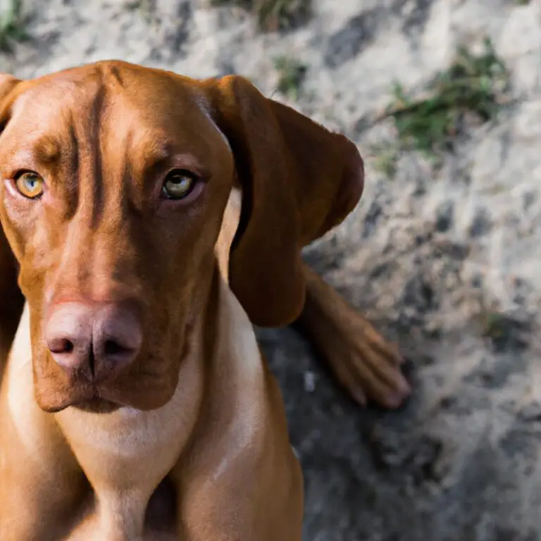 What Kind Of Exercise Does a Vizsla Need?