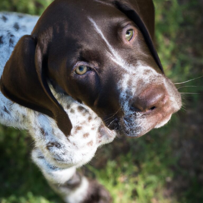 How Can I Keep My German Shorthaired Pointer From Jumping On People?