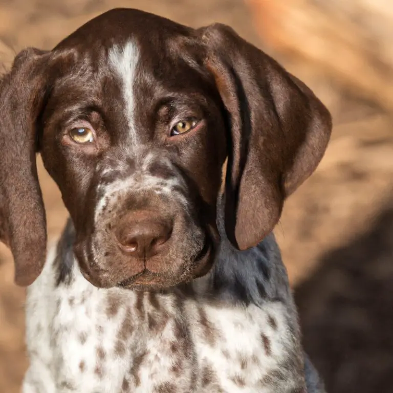 What Are The Signs Of a Well-Socialized German Shorthaired Pointer?