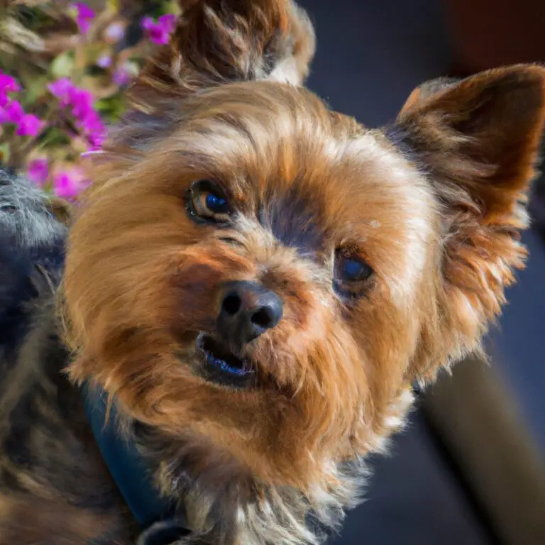 What Is The Average Lifespan Of a Yorkshire Terrier?