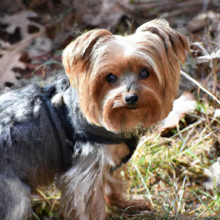 Can Yorkshire Terriers Be Left Alone During The Day?