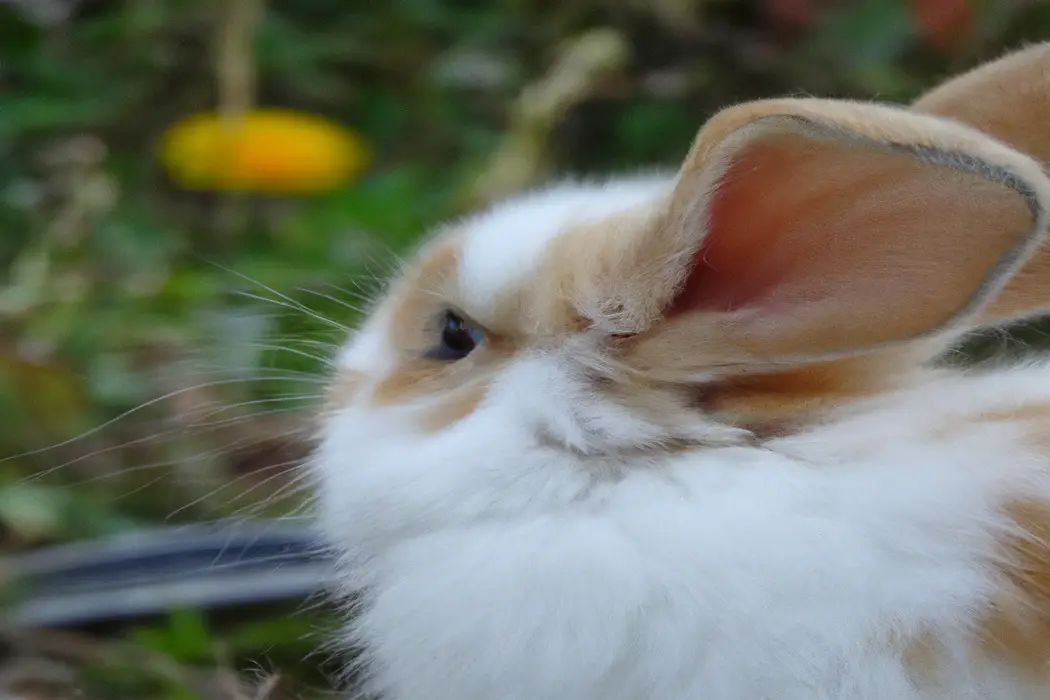 Adorable Bunny Hops