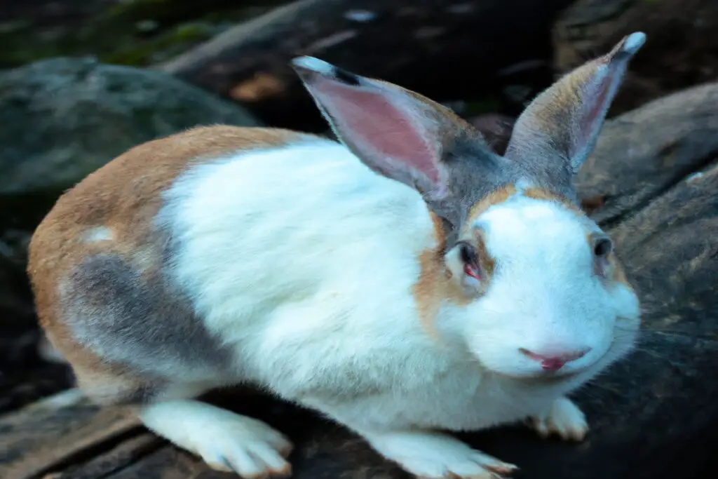 What Does a Rabbit Symbolize In The Bible Divine Connections