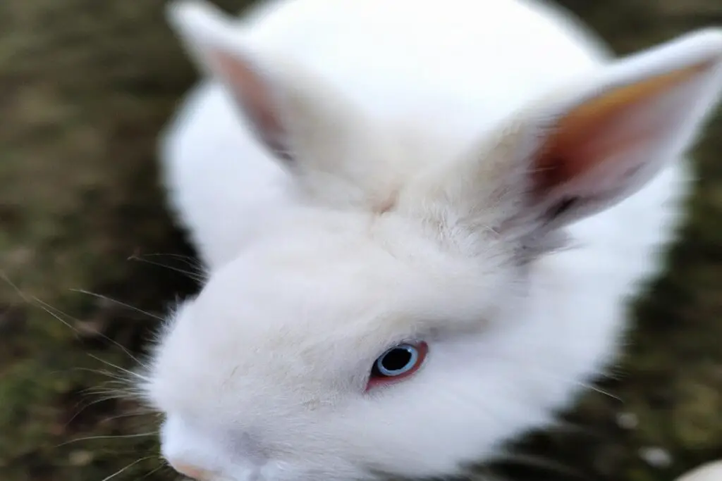 How To Keep Rabbit Warm In Winter Outside Proven Tips and Tricks