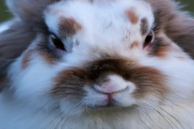 How Much Are Flemish Giant Rabbits? Find out now!