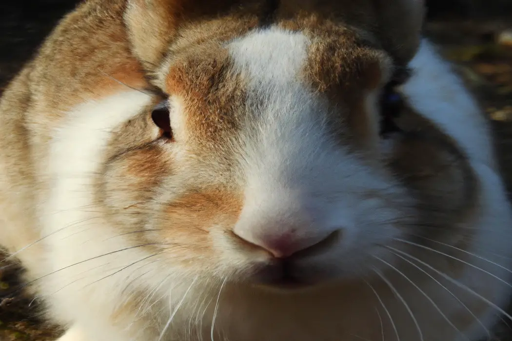 Flemish Rabbit: Furry Cutie!