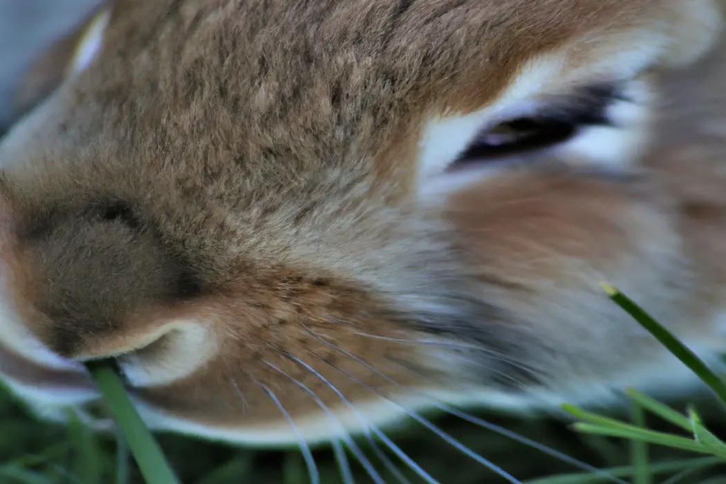 Flemish Rabbit: Price Guide