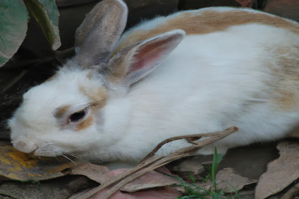 Flemish Rabbit: Price Guide