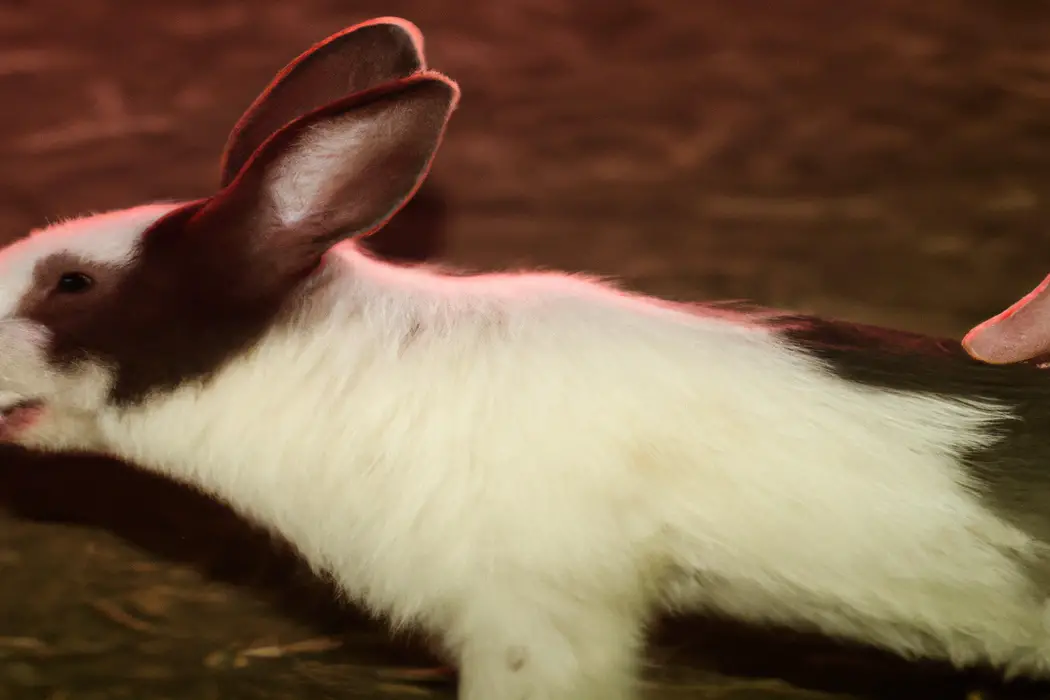 Fluffy rabbit: Multiple nipples.