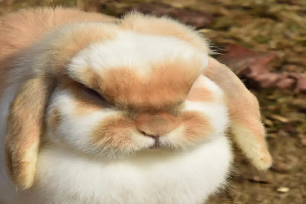 Why Do Rabbits Attack Each Other? AtractivoPets