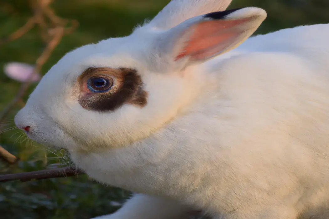 Healthy Rabbit Diet