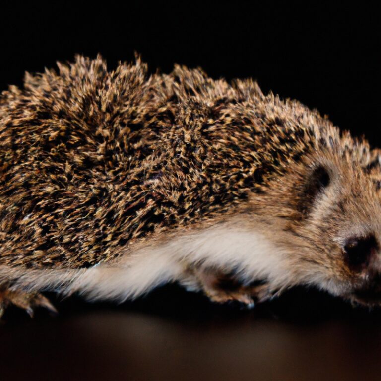 How To Engage Local Communities In Hedgehog Protection?