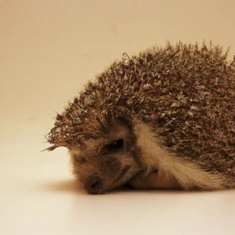 How Do Hedgehogs Adapt To Changing Environments?