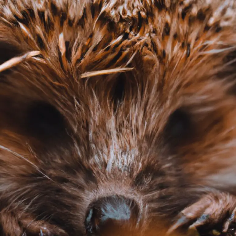How Do Hedgehogs Locate Food Sources?