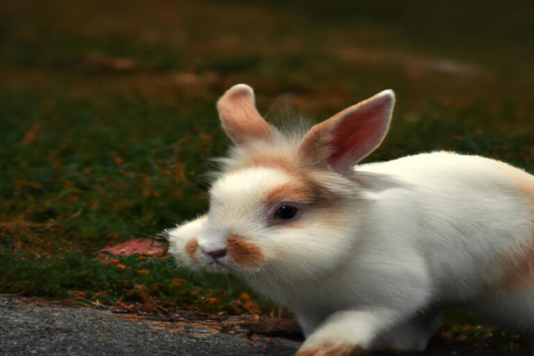 A Small Relative Of a Rabbit – The Cutest Companion!