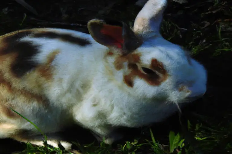 How High Can a Rabbit Jump Vertically? Leaps of Bunny Brilliance!