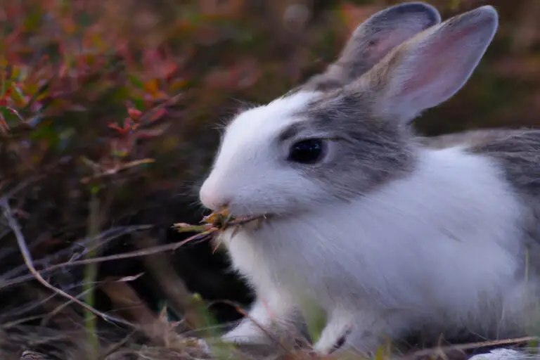 Can Rabbits Have Catnip Toys? Explained