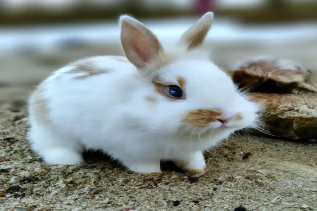 Why Does My Rabbit Pee On My Bed? Curious Behavior Explained